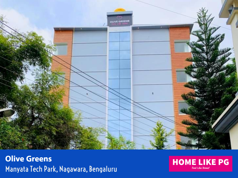 Home Like PG Olive Greens